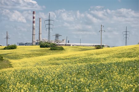 exhaust pipe - A field of oilseed rape plants Stock Photo - Budget Royalty-Free & Subscription, Code: 400-04876277