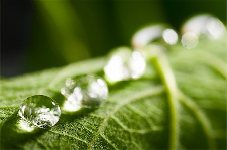 simsearch:400-04212257,k - water drop on fresh green leaf with blurred background Stock Photo - Budget Royalty-Free & Subscription, Code: 400-04876305