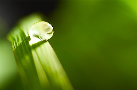 simsearch:400-04742897,k - water drop on fresh green grass with blurred background Foto de stock - Super Valor sin royalties y Suscripción, Código: 400-04876306