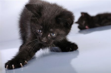 simsearch:400-06949789,k - black kittens playing together Photographie de stock - Aubaine LD & Abonnement, Code: 400-04876588