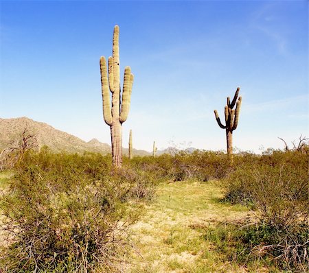 Arizona Desert landscape with old saguaro cacti Stock Photo - Budget Royalty-Free & Subscription, Code: 400-04876611