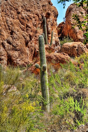 Cereus giganteus Saguaro cactus in the spring Arizona desert Stock Photo - Budget Royalty-Free & Subscription, Code: 400-04876623