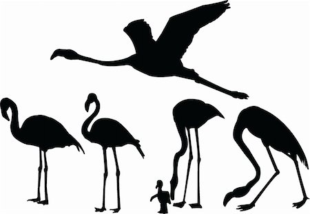 flamingo vector - flamingo collection - vector Stock Photo - Budget Royalty-Free & Subscription, Code: 400-04876745