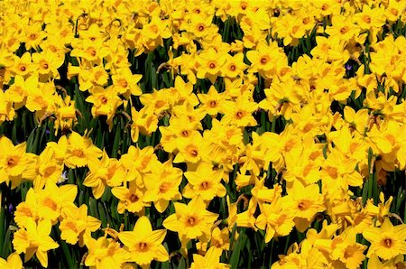 simsearch:400-06790189,k - Narcissus bed full of yellow in spring Stock Photo - Budget Royalty-Free & Subscription, Code: 400-04876825