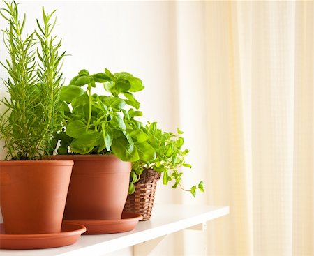 potted herbs - Three pots of herbs: Rosemary, Basil and Mint Stock Photo - Budget Royalty-Free & Subscription, Code: 400-04876851