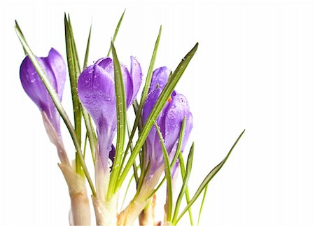 Close-up of Crocus Flowers on White Background Stock Photo - Budget Royalty-Free & Subscription, Code: 400-04876924