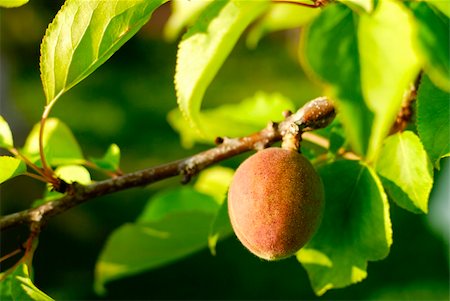 paolikphoto (artist) - Apricot on the tree, not yet mature Stock Photo - Budget Royalty-Free & Subscription, Code: 400-04876940