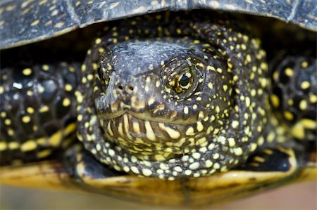 turtle's head looks out of the shell Stock Photo - Budget Royalty-Free & Subscription, Code: 400-04876987