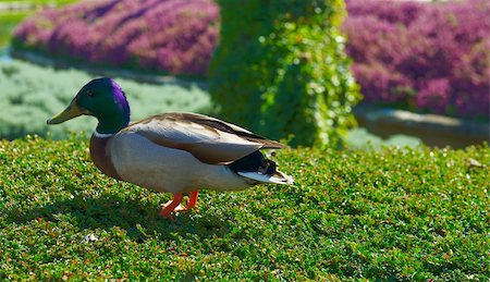 simsearch:400-04629635,k - Wild Duck Walks in the Park on a Sunny Day Stock Photo - Budget Royalty-Free & Subscription, Code: 400-04877107