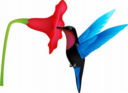 hummingbird vector Photographie de stock - Aubaine LD & Abonnement, Code: 400-04877343