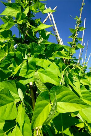paolikphoto (artist) - Bean plants under blue sky Stock Photo - Budget Royalty-Free & Subscription, Code: 400-04877439