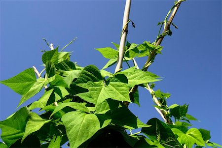 paolikphoto (artist) - Bean plants under blue sky Stock Photo - Budget Royalty-Free & Subscription, Code: 400-04877440