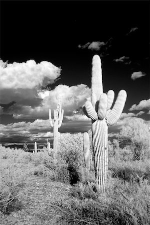 Saguaro cactus in the winter arizona desert Foto de stock - Super Valor sin royalties y Suscripción, Código: 400-04877466