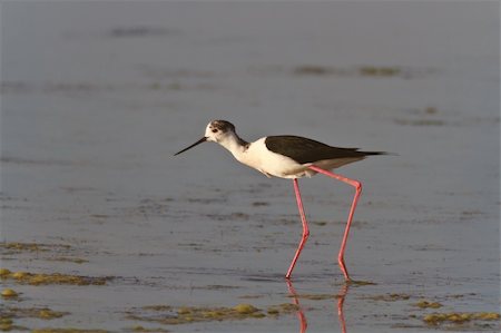 simsearch:400-04401835,k - black winged stilt (Himantopus himantopus) in Danube Delta, Romania Stockbilder - Microstock & Abonnement, Bildnummer: 400-04877525