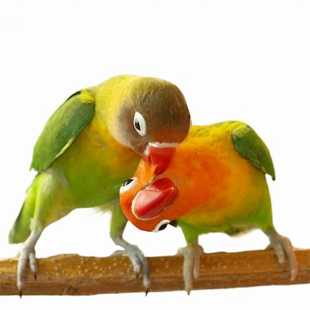 Kiss Lovebird isolated on white background Agapornis fischeri (Fischer's Lovebird) Photographie de stock - Aubaine LD & Abonnement, Code: 400-04877530