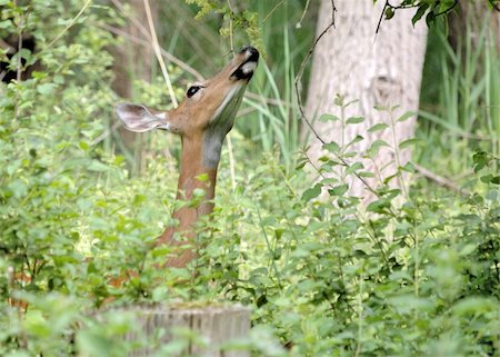 simsearch:400-04793517,k - Whitetail deer doe browsing in the woods in the early morning. Foto de stock - Super Valor sin royalties y Suscripción, Código: 400-04877532