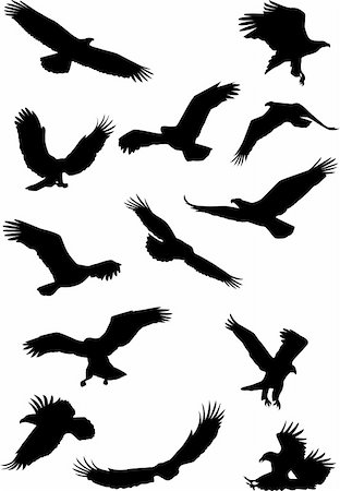 silhouettes of hawks attacking - Eagle silhouette Stock Photo - Budget Royalty-Free & Subscription, Code: 400-04877549