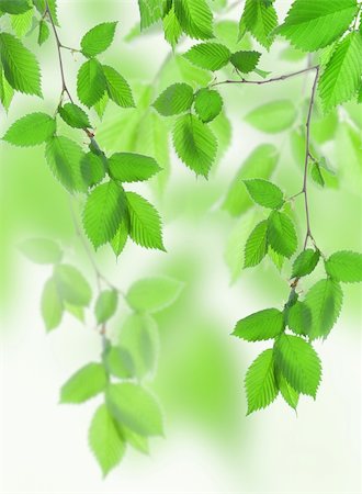 Beautiful spring green leaves in the forest Stock Photo - Budget Royalty-Free & Subscription, Code: 400-04877699