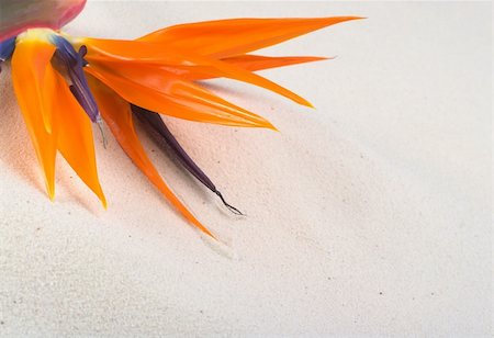 Bird of paradise flower (lat. Strelitzia reginae, crane flower) on sand (Selective Focus, Focus on the lower horizontal orange sepals) Stock Photo - Budget Royalty-Free & Subscription, Code: 400-04877766