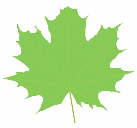 Vector illustration of green maple leaf Stock Photo - Budget Royalty-Free & Subscription, Code: 400-04877821