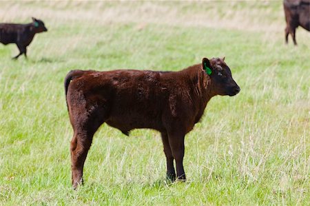 simsearch:400-07043437,k - A brown calf in a pasture Fotografie stock - Microstock e Abbonamento, Codice: 400-04877895