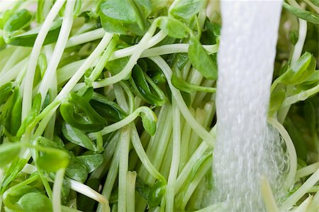 photo shoot for star - Fresh green sprouts being washed Stock Photo - Budget Royalty-Free & Subscription, Code: 400-04877910