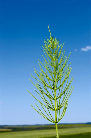 fine herb - Green Field horsetail plant on the background of field and blue sky Stock Photo - Budget Royalty-Free & Subscription, Code: 400-04877973