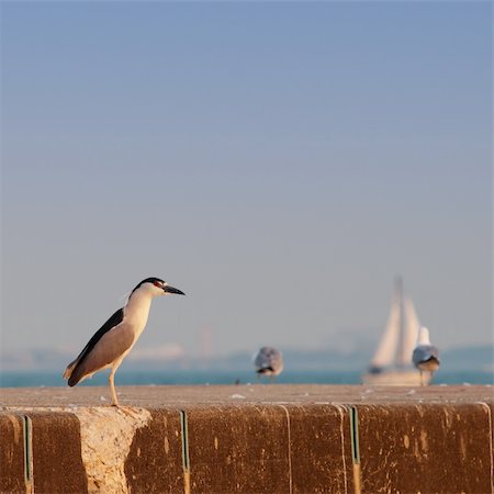 Black crowned night heron (nycticorax nycticorax) at Montrose Beach, Chicago during sunset. Fotografie stock - Microstock e Abbonamento, Codice: 400-04878099