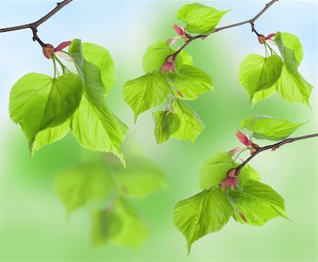 simsearch:400-04524191,k - Fresh leaves of lime in the green wood Stock Photo - Budget Royalty-Free & Subscription, Code: 400-04878093