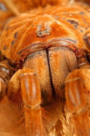 Close up of a Goliath Birdeater Tarantula. Stockbilder - Microstock & Abonnement, Bildnummer: 400-04878313