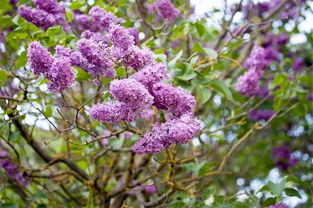 simsearch:400-07169748,k - Blossoming branch of a lilac in spring Photographie de stock - Aubaine LD & Abonnement, Code: 400-04878439