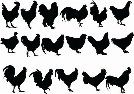 chickens collection - vector Stock Photo - Budget Royalty-Free & Subscription, Code: 400-04879025