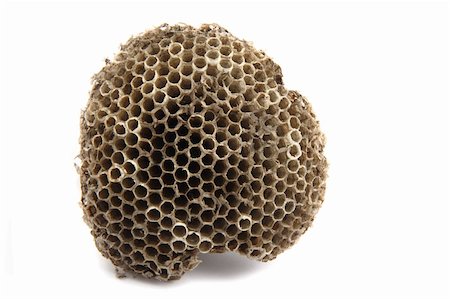 small wasp nest isolated on the white background Photographie de stock - Aubaine LD & Abonnement, Code: 400-04879214
