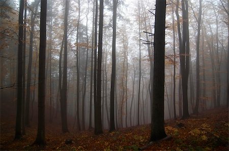 Shot of the misty forest Photographie de stock - Aubaine LD & Abonnement, Code: 400-04879231