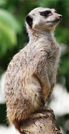 suricate - Meerkat animal Photographie de stock - Aubaine LD & Abonnement, Code: 400-04879399