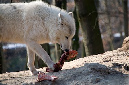 Polar wolf eats meat. Stock Photo - Budget Royalty-Free & Subscription, Code: 400-04879392