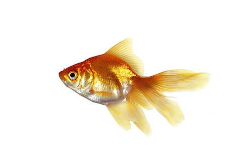 gold fish  on a white background Stock Photo - Budget Royalty-Free & Subscription, Code: 400-04879614