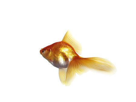 gold fish on a white background Foto de stock - Super Valor sin royalties y Suscripción, Código: 400-04879615