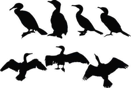 cormorants collection - vector Foto de stock - Super Valor sin royalties y Suscripción, Código: 400-04879633