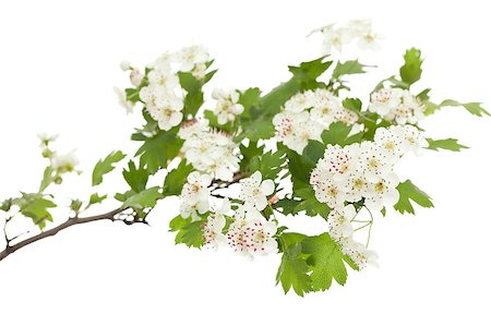 hawthorn branch with flowers on white background Stock Photo - Budget Royalty-Free & Subscription, Code: 400-04879784