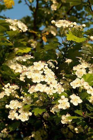 hawthorn tree with white flowers on sky Stock Photo - Budget Royalty-Free & Subscription, Code: 400-04879783