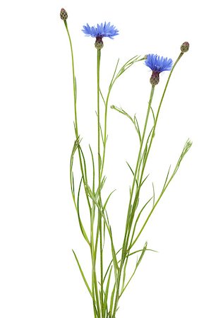 bouquet with blue cornflowers on white background Stock Photo - Budget Royalty-Free & Subscription, Code: 400-04879790