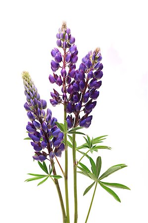 Closeup of purple lupines with long stem on white background Stock Photo - Budget Royalty-Free & Subscription, Code: 400-04879951