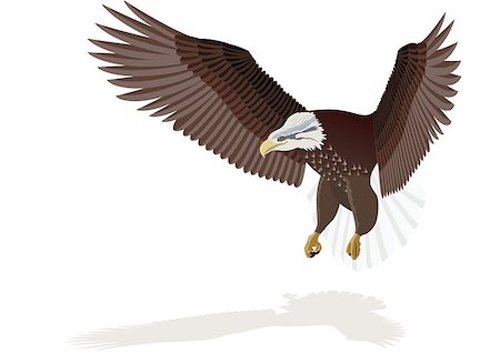 Flying eagle with outstretched wings. The illustration on white background. Foto de stock - Royalty-Free Super Valor e Assinatura, Número: 400-04879960