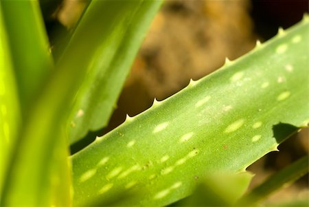 simsearch:400-06128310,k - aloe vera plant leaf closeup Stock Photo - Budget Royalty-Free & Subscription, Code: 400-04870306