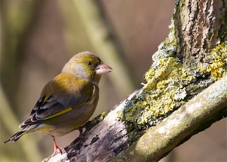 european greenfinch - Greenfinch perched on a branch in the wild closeup Stock Photo - Budget Royalty-Free & Subscription, Code: 400-04870971