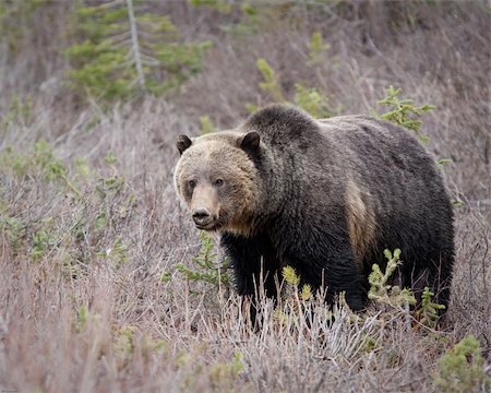 Grizzly bear in Banff national park Stock Photo - Budget Royalty-Free & Subscription, Code: 400-04871007