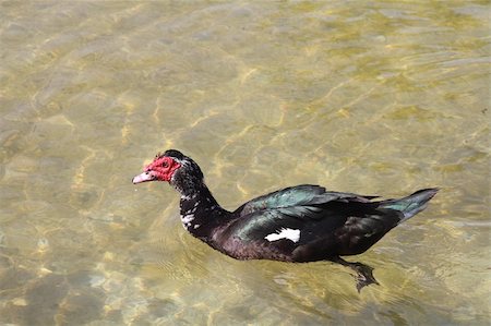 Muscovy Duck  (Barbary duck) in the wild Stock Photo - Budget Royalty-Free & Subscription, Code: 400-04871029