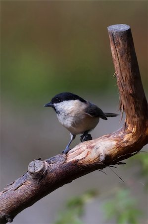Willow Tit (Poecile montanus) perched on a branch Stock Photo - Budget Royalty-Free & Subscription, Code: 400-04871023