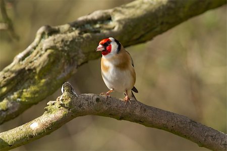 simsearch:400-06062021,k - Goldfinch perched on a branch in the wild Fotografie stock - Microstock e Abbonamento, Codice: 400-04871111